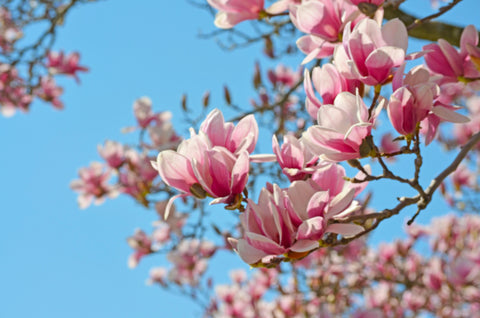 Focus: Magnolias for Her