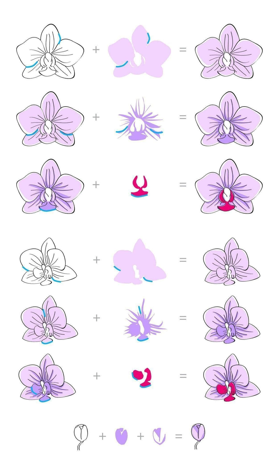 Altenew Clear Stamps Oriental Orchid Korean Stamp Set